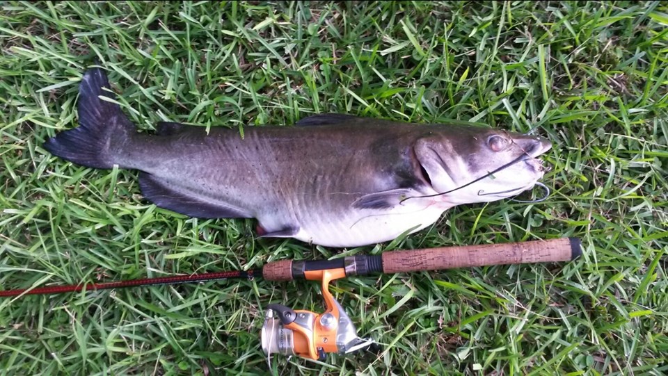 catfish/ bass / bream/ white perch 9.5 lb bass have been released, this cat fish over 7 lbs! good fishing